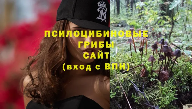 закладки  Ельня  Псилоцибиновые грибы Psilocybe 